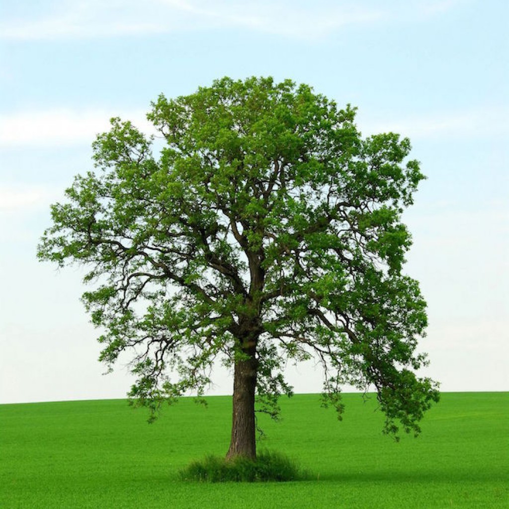 Lifetree