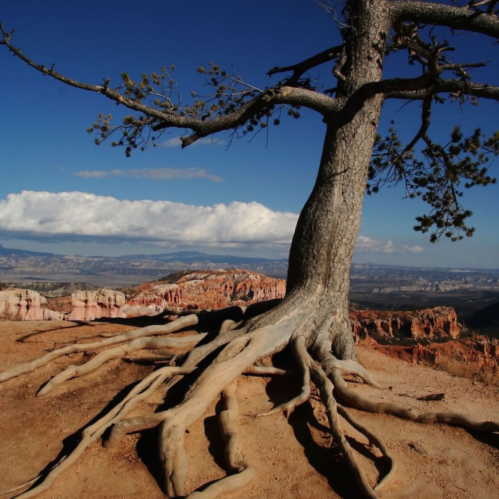 Photo: A gnarled tree with exposed roots grows on a rocky cliff overlooking red canyon formations under a blue sky with white clouds.