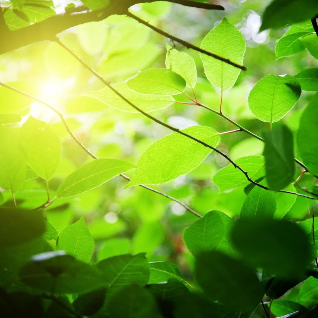 Photo: Fresh green leaves on thin branches with sunlight filtering through, creating a soft, dappled lighting effect.